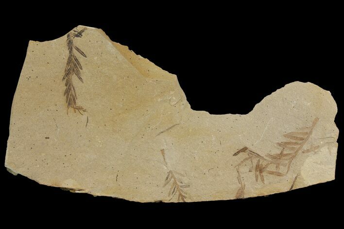 Dawn Redwood (Metasequoia) Fossils - Montana #142557